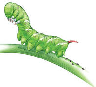 Pest Control