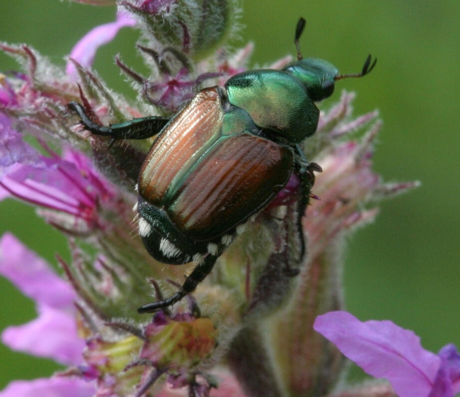 Battling Japanese Beetles