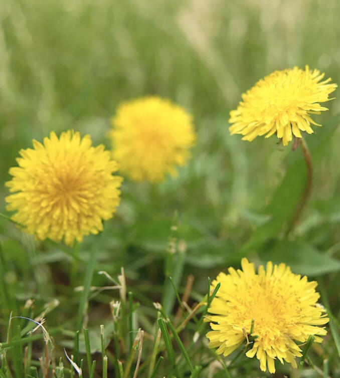 33 Weeds to know